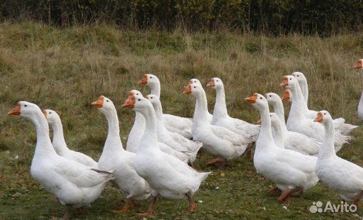Яйцо гусиное домашнее инкубационное