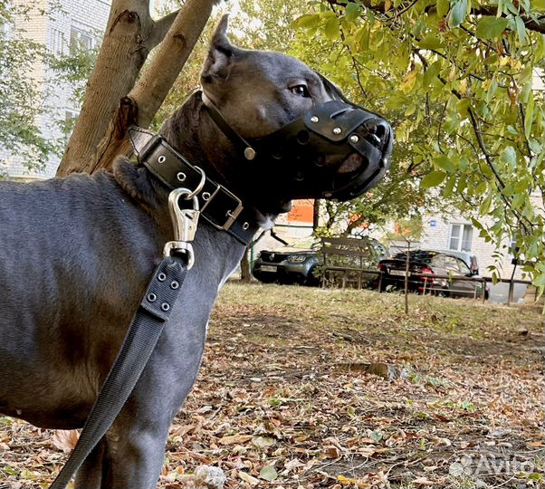 Американский питбультерьер вязка