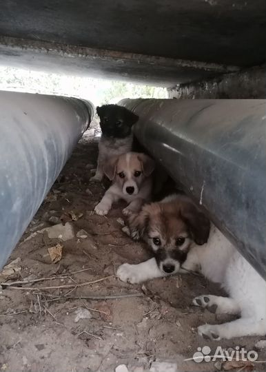 Очередные смертники