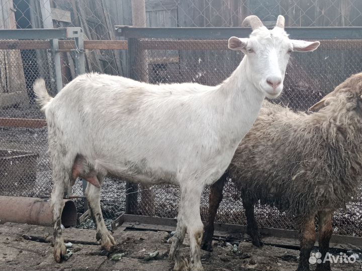 Коза дойная молочная