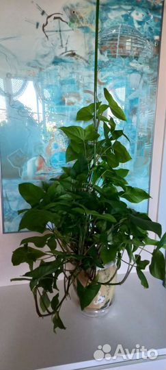 Комнатные цветы