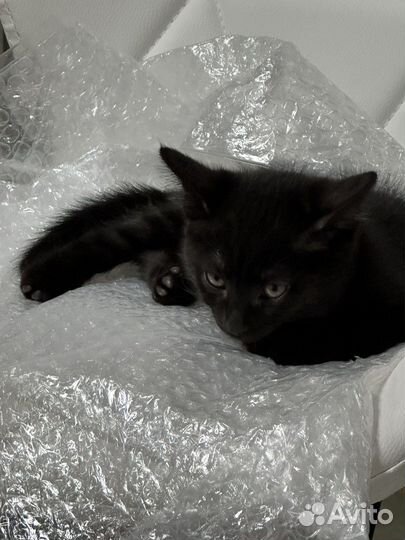 Кошечка плачет, добрых хозяев хочет