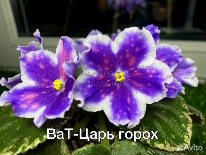 Фиалки набор 