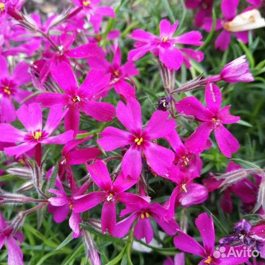 Флокс шиловидный, примула, гвоздичка