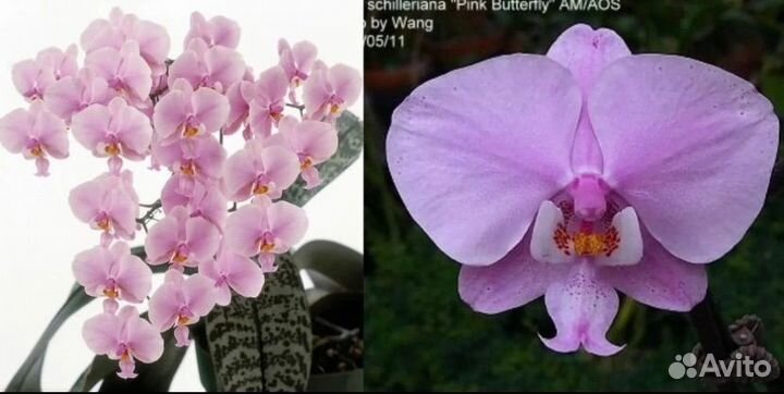 Орхидеи Фаленопсис азия