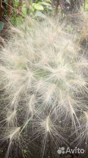 Ячмень гривастый - ковыль