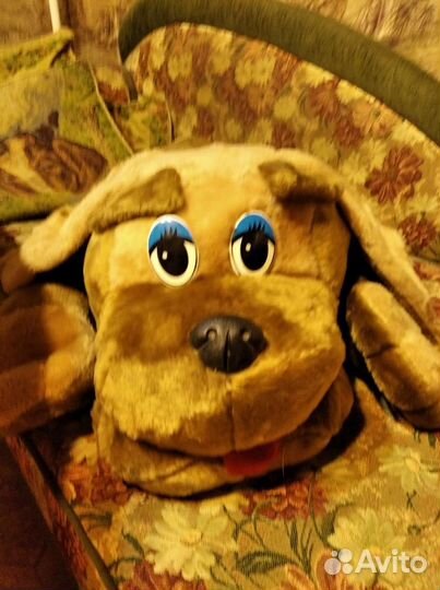 Собака новая