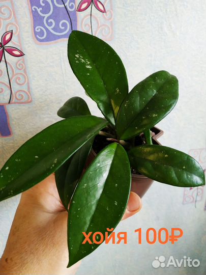 Хойя, крассула