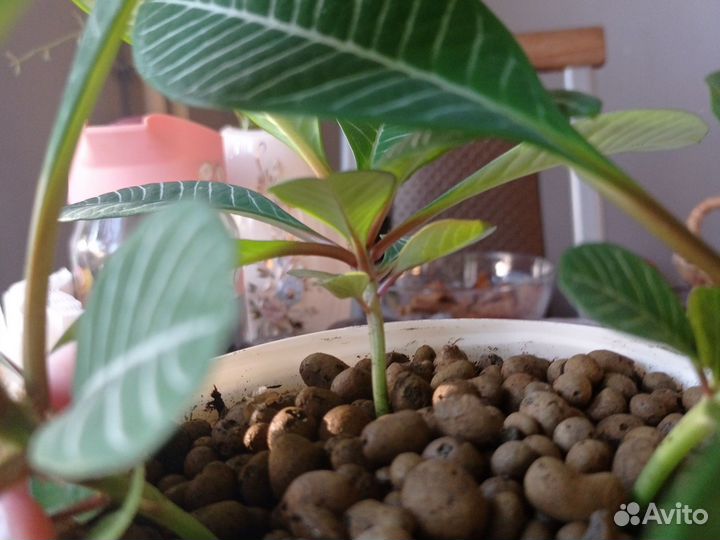 Молочай Гребенчатый (пальма)