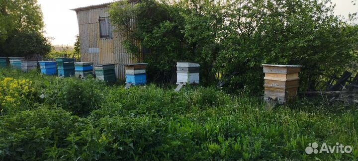 Свежий мед 2024 года