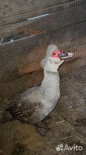 Цыплята, индоутята