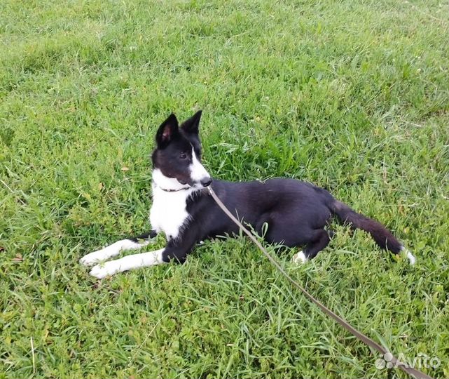 Умный и красивый пёс-подросток