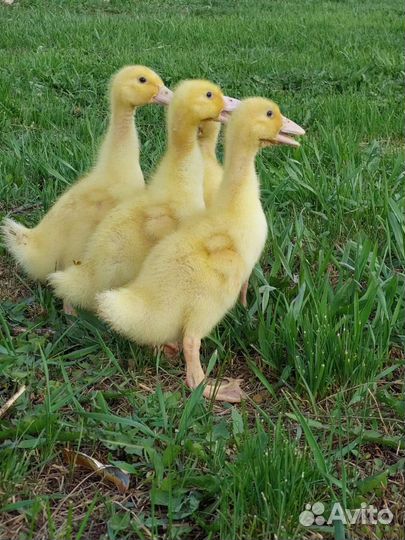 Утята, гусята, бройлера, куры