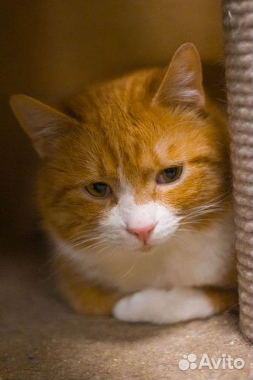 Рыжий котик ищет дом