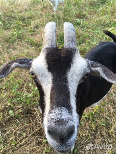 Козье молоко и молочные продукты