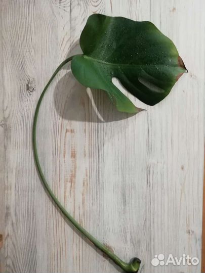 Монстера. Молочай. Драцена. Спатифиллум