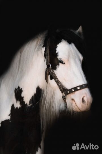 Тинкер жеребчик 2,5