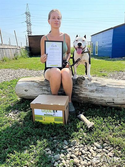 Дрессировка собак с проживанием