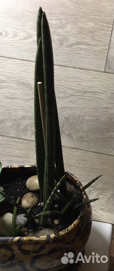 Папоротник Мариса, Сансевиерия, Зебрина