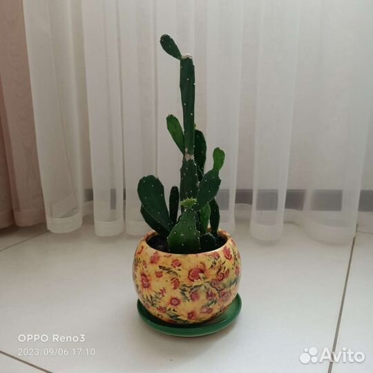 Кактус опунция