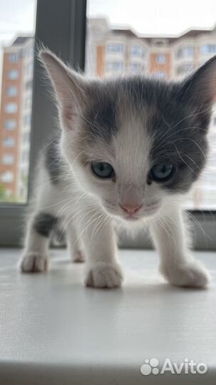 Отдам бесплатно котят и двух кошек