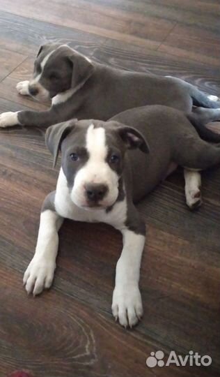 Шикарный парень