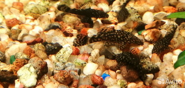 Сомики анциструсы