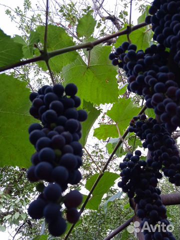 Саженцы винограда СССР Молдавский винный