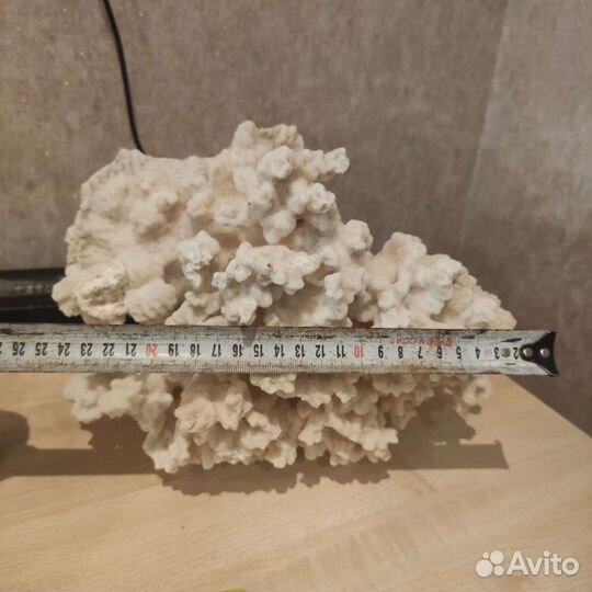 Корал для аквариума