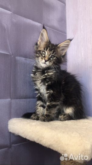 Мальчик и девочки мейн-кун