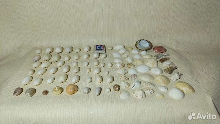 Флорариум наполнение, декор, ракушки