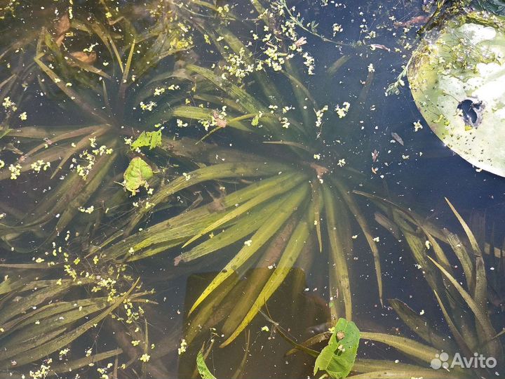 Телорез. пальма