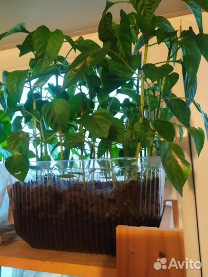 Рассада помидор, болгарского перца, огурцы