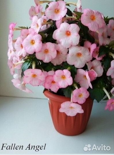 Ризомы Ахименесов