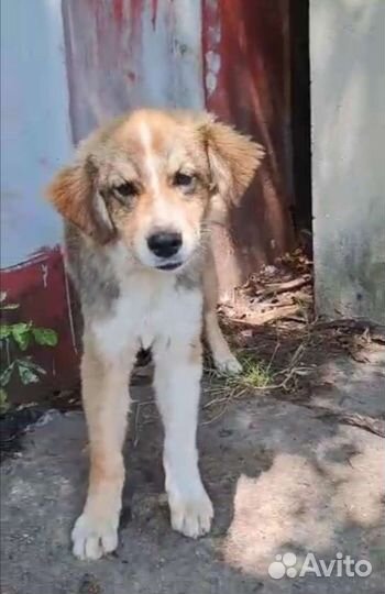 Брошенный щенок