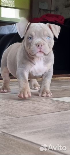 Девочка американский булли