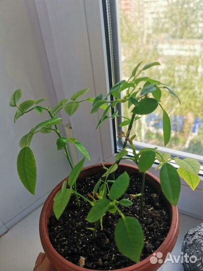 Роза кардана