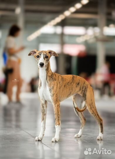 Щенки уиппета