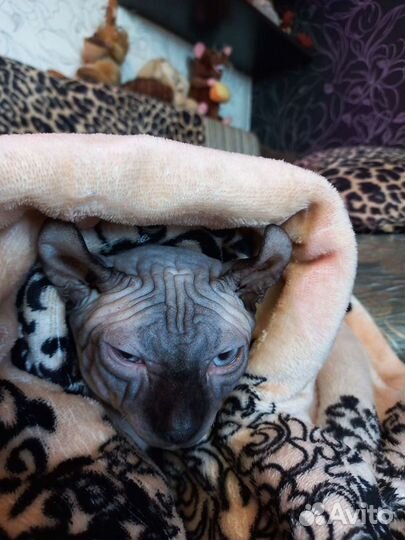 Двэльф вязка