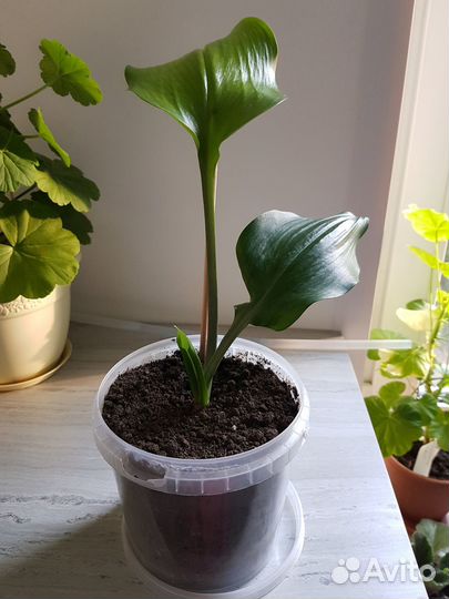 Эухарис амазонская лилия