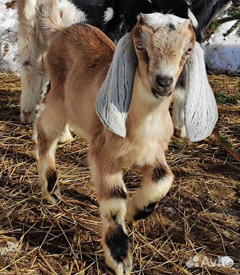 Козочки англо-нубийские