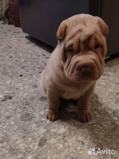 Шарпейчики