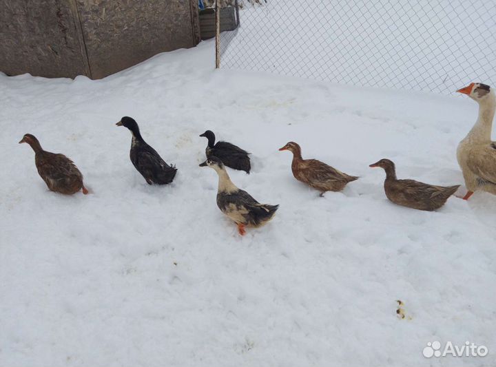 Гуси и утки