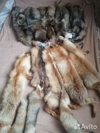 Шкуры лисы, енота с выделкой