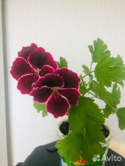 Пеларгония