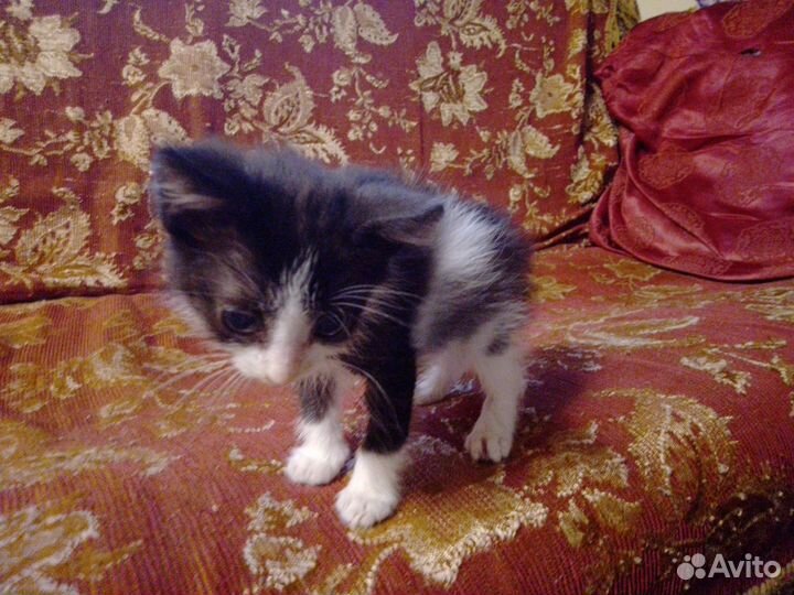 Шибздик- милый котёнок