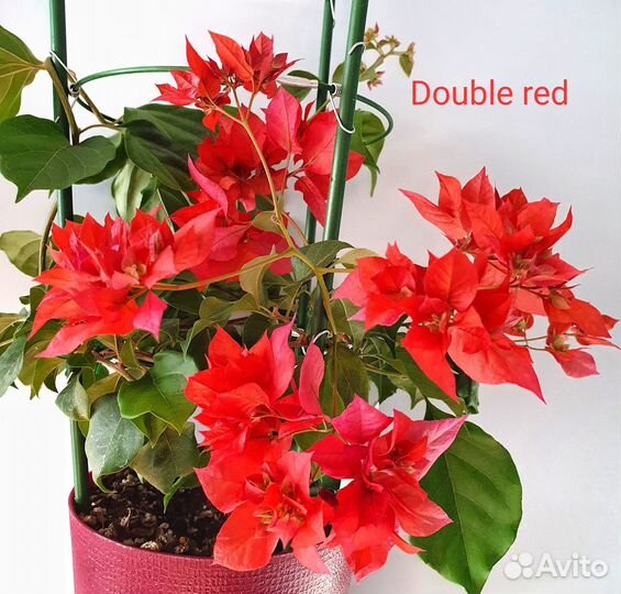 Опора держатель для растений