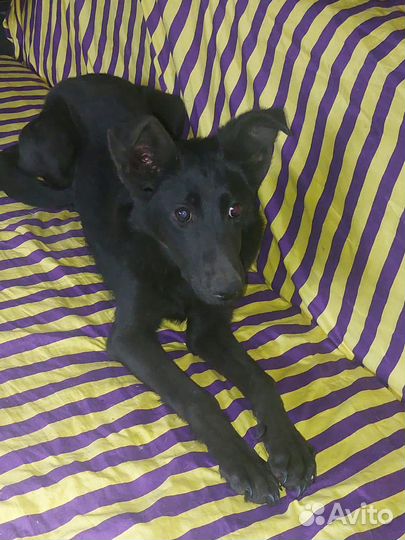 Собаки бесплатно