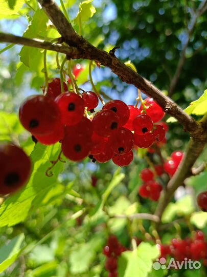 Домашние заготовки, варенье
