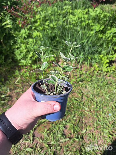 Саженцы бересклет